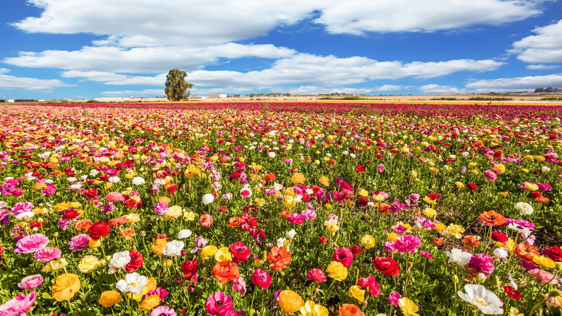 Spring in Italy (March–May)